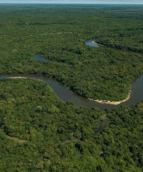 Wetlands Wilderness