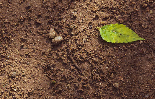 the complex challenges of PFAS: a soil perspective