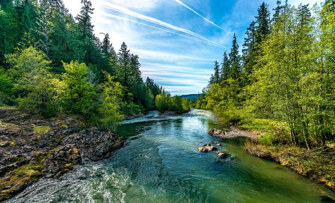 creek running through dense forest in the wilderness